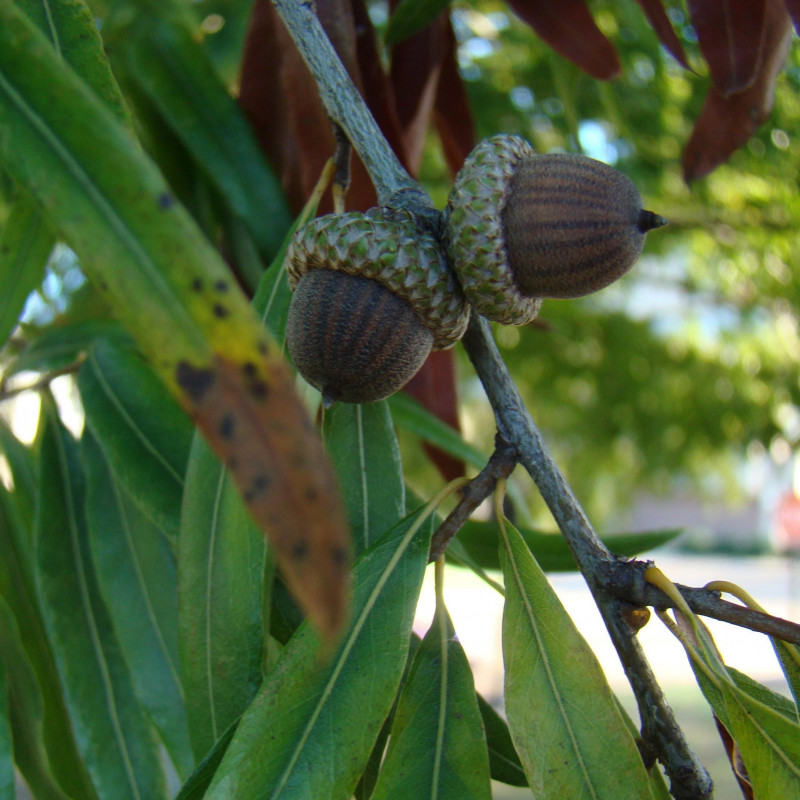 Quercus phellos de Franklin Bonner, USFS (ret.), Bugwood.org, CC BY-SA 3.0, via Wikimedia Commons