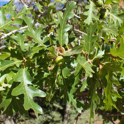 Quercus gambelii de Kenraiz, CC BY-SA 4.0, via Wikimedia Commons
