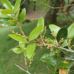 Quercus chrysolepis de Krzysztof Ziarnek, Kenraiz, CC BY-SA 4.0, via Wikimedia Commons