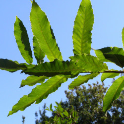 Quercus acutissima de Júlio Reis, CC BY-SA 3.0, via Wikimedia Commons