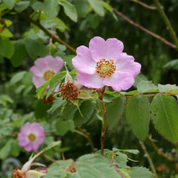 Rosa setipoda à fleur rose