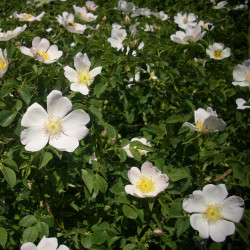 Eglantier - Rosa canina inermis à fleurs blanches