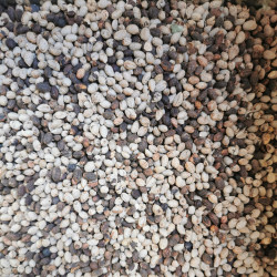 Graines de Ligustrum sinensis - Semences du Puy