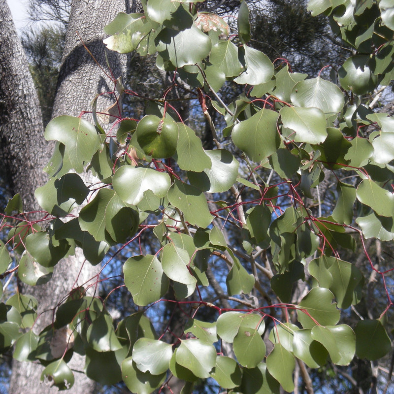Eucalyptus populnea par Ethel Aardvark sur Wikipedia anglais