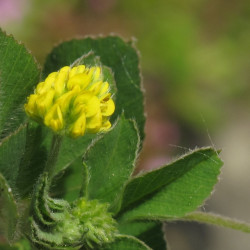 Medicago lupulina de Robert Flogaus-Faust, CC BY 4.0, via Wikimedia Commons
