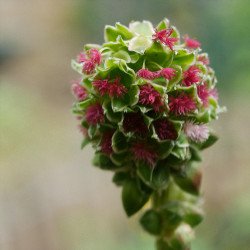 Sanguisorba minor de Helge Klaus Rieder, CC0, via Wikimedia Commons