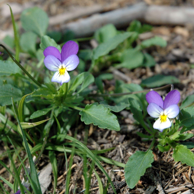 Viola tricolor wikimedia