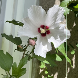 Hibiscus syriacus par Semences du Puy