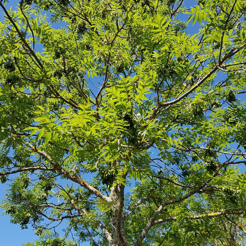 Fraxinus excelsior Semences du Puy