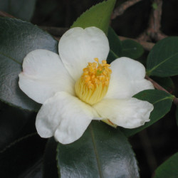 Camellia oleifera  par 阿橋 HQ Wikimedia