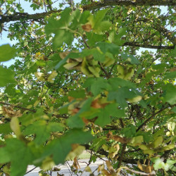 Acer campestre par Semences du Puy