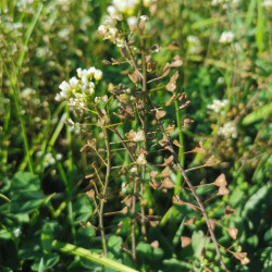 Capsella busra pastoris - Semences du Puy