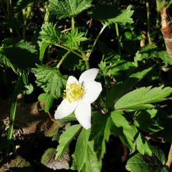Anemone nemorosa - Semences du Puy