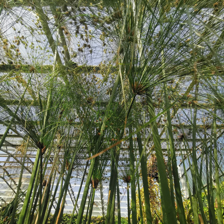 90 Graines De Papyrus - Plante D'Extérieur, Plein Soleil, Facile à Cultiver - Pour Jardin, Bassin - 4