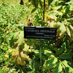 Valeriana officinalis Semences du Puy