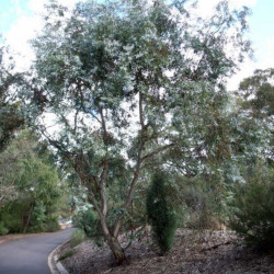 Eucalyptus risdonii de Murray Fagg, CC BY 3.0 AU, via Wikimedia Commons