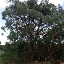 Eucalyptus acaciiformis de Geoff Derrin, CC BY-SA 4.0, via Wikimedia Commons