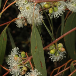 Eucalyptus bridgesiana de Murray Fagg, CC BY 3.0 AU, via Wikimedia Commons