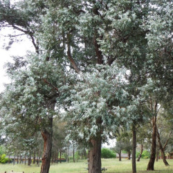 Eucalyptus cinerea de ruthkerruish, CC BY 3.0 AU, via Wikimedia Commons
