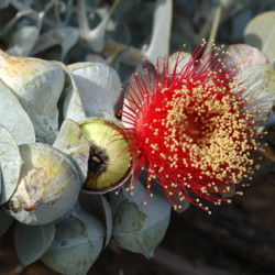 Eucalyptus macrocarpa de Murray Fagg, CC BY 3.0 AU, via Wikimedia Commons