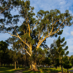 Eucalyptus racemosa de John Robert McPherson, CC BY-SA 4.0, via Wikimedia Commons