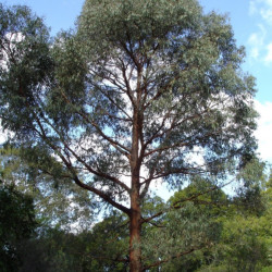 Eucalyptus radiata de HelloMojo, Public domain, via Wikimedia Commons
