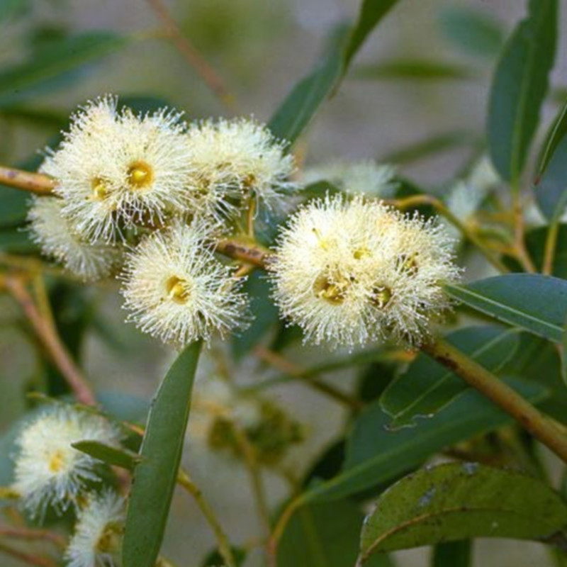 Eucalyptus resinifera de Gderrin, CC BY 3.0 AU, via Wikimedia Commons