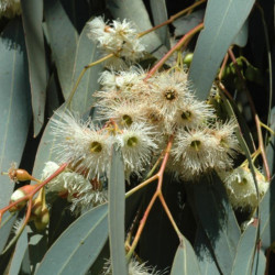 Eucalyptus sideroxylon de Murray Fagg, CC BY 3.0 AU, via Wikimedia Commons