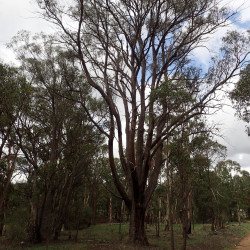 Eucalyptus youmanii de Geoff Derrin, CC BY-SA 4.0, via Wikimedia Commons