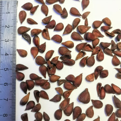 Graines de Chaenomeles japonica - Semences du Puy