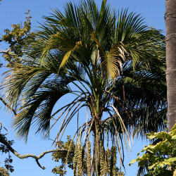 Howea belmoreana de Kahuroa, Public domain, via Wikimedia Commons