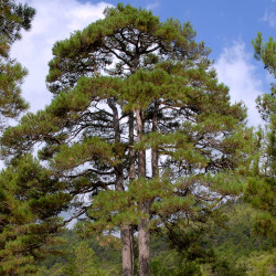 Pinus nigra salzmannii par Jordi Gual i Purtí Wikimedia