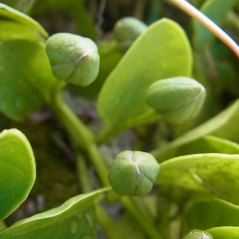 Flore De Crète: Capparis Spinosa - Câprier Commun