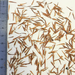 Graines de Platanus acerifolia - Semences du Puy