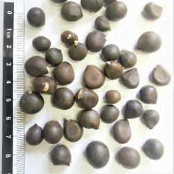 Graines de Xanthoceras sorbifolia - Semences du Puy