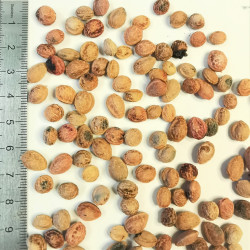 Graines de Prunus spinosa - Semences du Puy