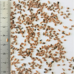 Graines de Sambucus nigra - Semences du Puy