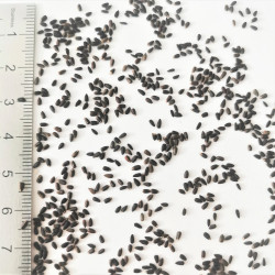 Graines d'Hyssopus officinalis - Semences du Puy