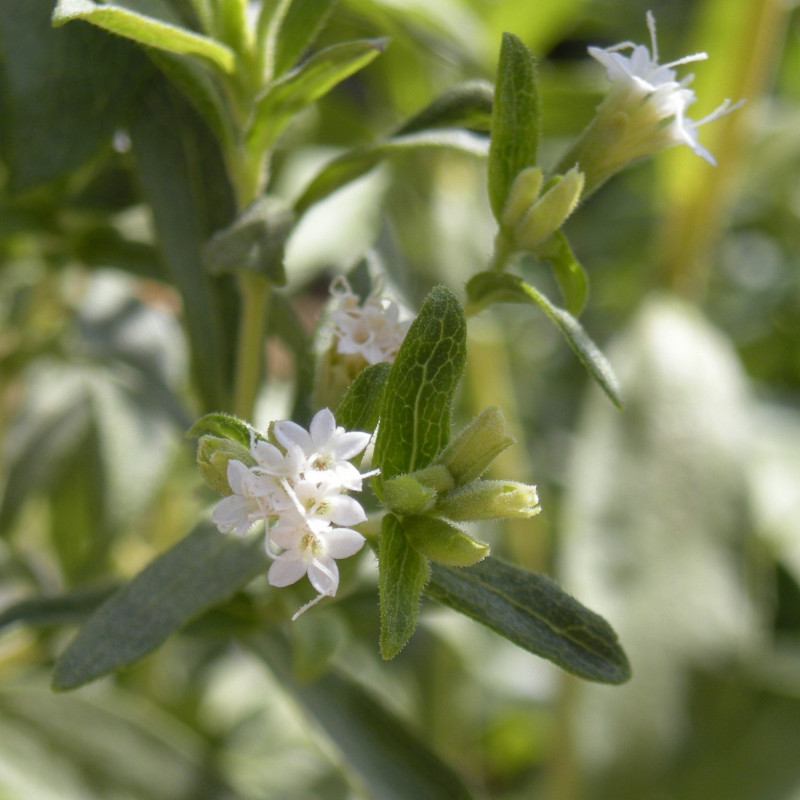 Stevia rebaudiana de Ethel Aardvark, CC BY 3.0, via Wikimedia Commons
