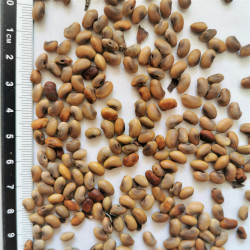 Graines de Sesbania punicea  - Semences du Puy