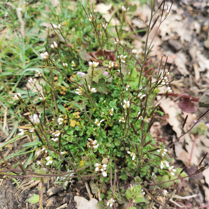 Cardamine hirsuta cardamine hérissée