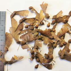 Graines d'Acer pseudoplatanus - Semences du Puy