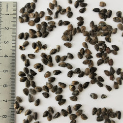 Graines de Passiflora edulis - Semences du Puy