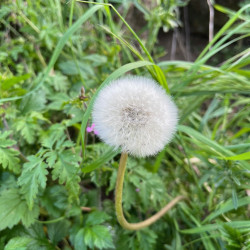 Taraxacum officinalis Semences du Puy