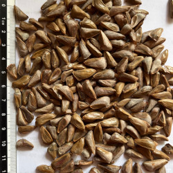 Graines de Abies cilicica par Semences du Puy
