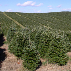 Abies fraseri de Soil-Science.info on Flickr (USDA Natural Resources Conservation Service), CC BY 2.0, via Wikimedia Commons