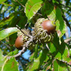 Quercus acutissima de Chuck Bargeron, University of Georgia, Bugwood.org, CC BY 3.0, via Wikimedia Commons