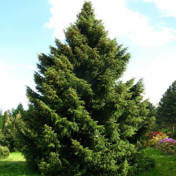 Picea omorika de Crusier, CC BY 3.0, via Wikimedia Commons