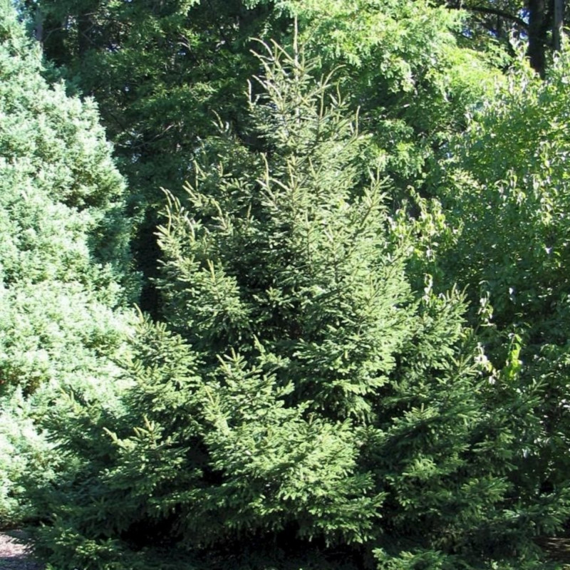 30 Graines Picea Rubens – Épicéa Rouge D’Amérique, Conifère Résistant Au Froid