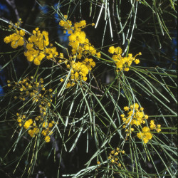 Acacia adunca de John Robert McPherson, CC BY-SA 4.0, via Wikimedia Commons